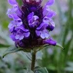 Prunella hastifolia Fula