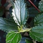 Ceanothus thyrsiflorus Leaf