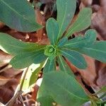 Euphorbia amygdaloides Folha