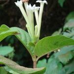 Mussaenda pubescens Λουλούδι