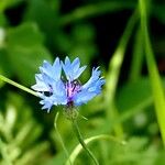 Centaurea cyanus Flower