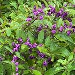 Callicarpa dichotoma Blad