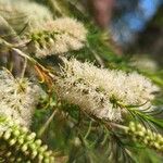 Melaleuca alternifolia Çiçek