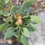 Rumex vesicarius برگ