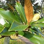 Magnolia grandiflora Blad