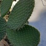 Opuntia leucotricha Blatt