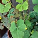 Oxalis corniculataᱵᱟᱦᱟ