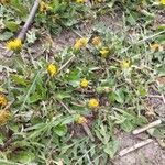 Taraxacum dissectum Хабит