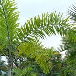 Bactris gasipaes Feuille