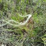 Stipa pennata Habitat