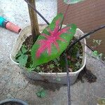 Caladium bicolor Leaf