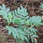 Melianthus comosus Blad