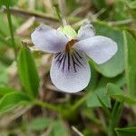 Viola palustris 花