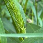 Elymus virginicus Blatt