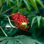 Jatropha multifida Flor