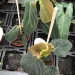 Philodendron gigas Feuille