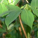 Tapeinochilos ananassae Leaf