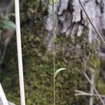 Platanthera clavellata Blomma