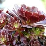 Aeonium arboreum ഇല