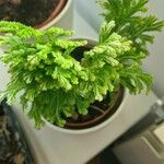 Selaginella martensii Leaf