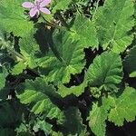 Erodium malacoides Leaf