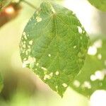 Dombeya ciliata Folla