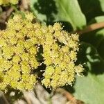 Sedum telephium फूल