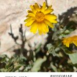 Calendula suffruticosa Libunga