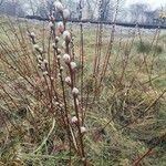 Salix discolor Floro