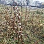 Salix discolor Flor