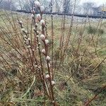 Salix discolor Flower