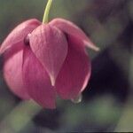 Calochortus amoenus Цвят