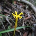 Voyria aphylla 花