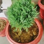 Juniperus chinensis Blad