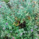 Symphyotrichum novae-angliae 整株植物