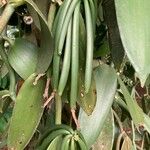 Vanilla planifolia 果実