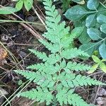 Anemia adiantifolia Hoja