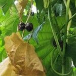 Dioscorea sansibarensis Fruto