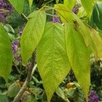 Handroanthus chrysanthus 叶