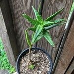 Aloe morijensis Yaprak