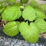 Physalis pubescens Hostoa