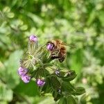 Salvia verbenaca Blüte