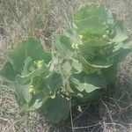 Asclepias latifolia ᱥᱟᱠᱟᱢ