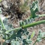 Glaucium flavum Blatt