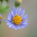 Symphyotrichum oolentangienseFlor