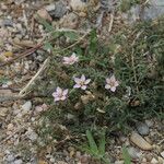 Rhodalsine geniculata Flower