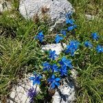 Gentiana bavarica Fleur