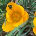 Crocus chrysanthus 花