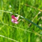 Lathyrus nissolia Flor