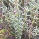 Salicornia fruticosa Other